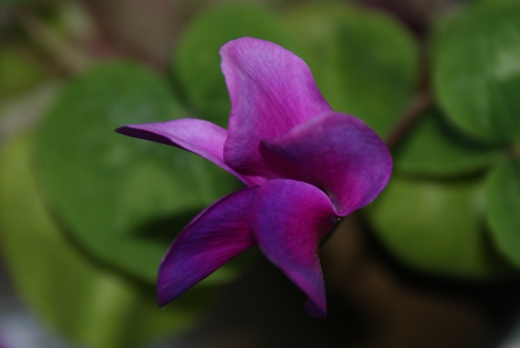Cyclamen
