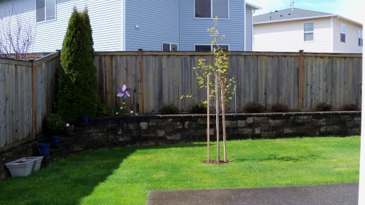 110402526_Z915_house_yard (202K)
