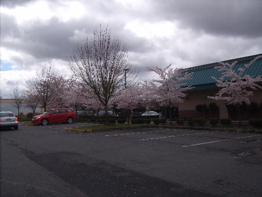 110402601_Trees in bloom (175K)
