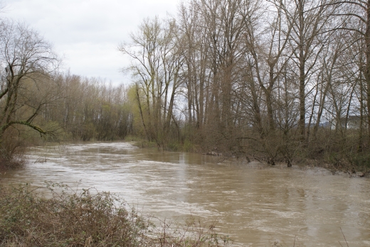 110403047_SN_River&Trees (216K)
