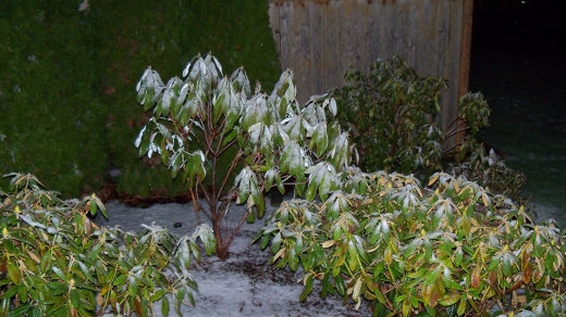110406502_Z915_snow (201K)