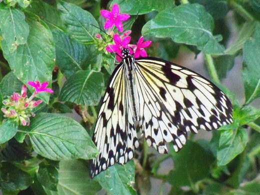 110411050_Z9_PSC Butterflies Flowers (244K)