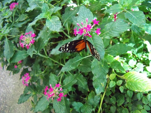 110411061_Z9_PSC Butterflies Flowers (256K)