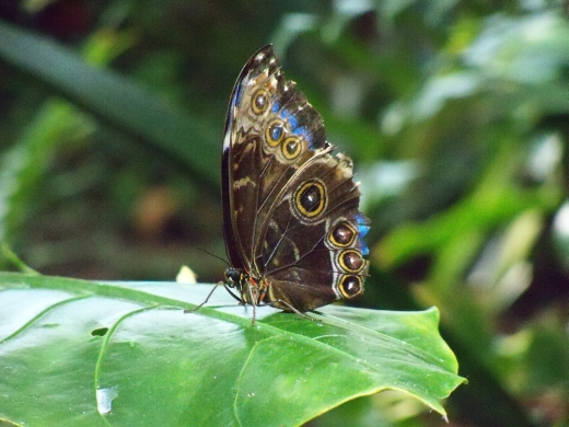 110411075_Z9_PSC Butterflies Flowers (206K)